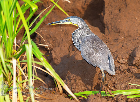 Bare-throated Tiger Heron