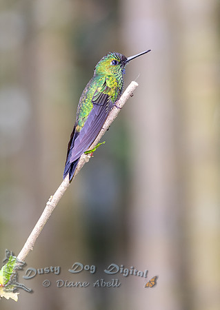 Steely-vented Hummingbird