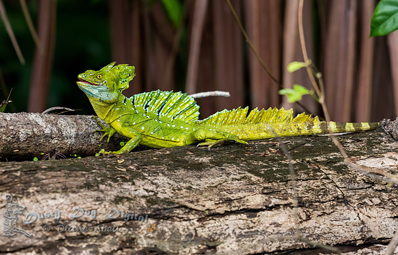 Baselisk Lizard, male