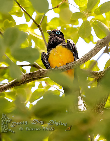 Black-headed Trogon