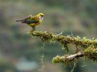 Silver-throated Tanager