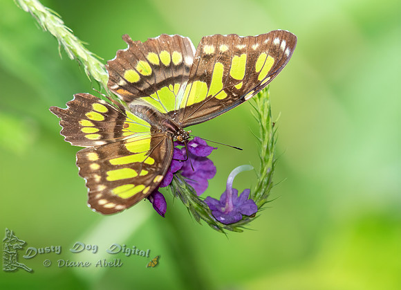 Malachite Butterfly
