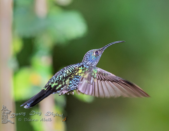 Hummingbird sp.