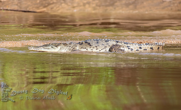 Tarcoles Crocodile