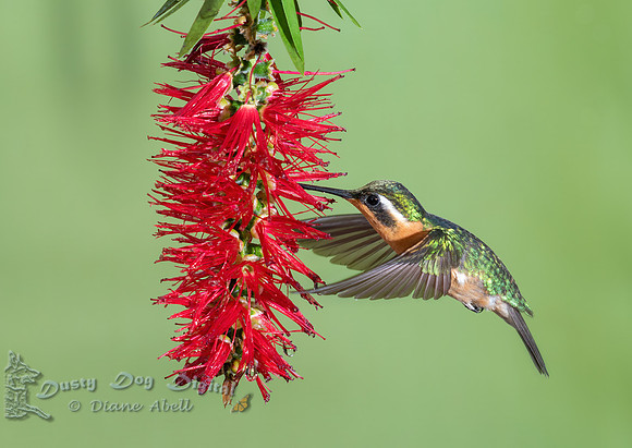 White-throated Mountain Gem, female