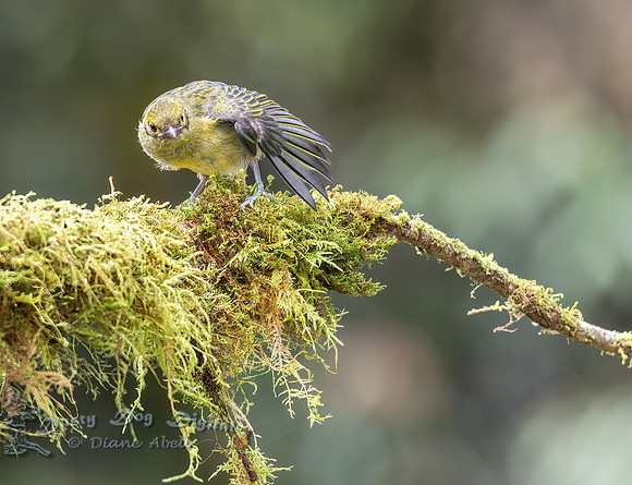 Silver=throated Tanager, juvenile