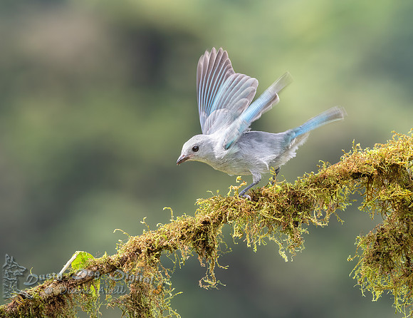 Blue-gray Tanager