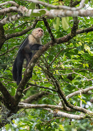 White-faced Capuchin