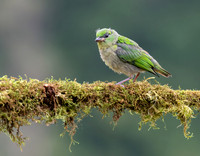 Golden-browed Chlorophonia, juvenile