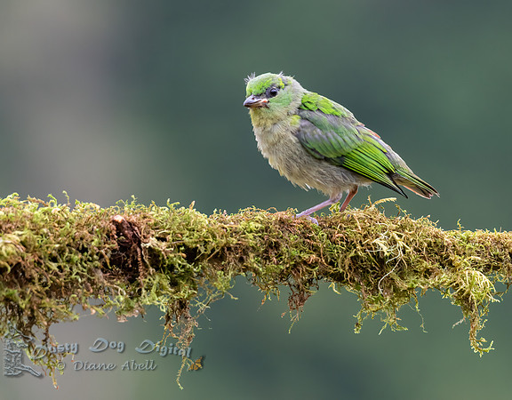 Golden-browed Chlorophonia, juvenile