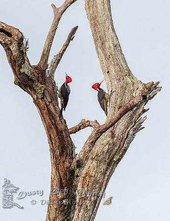 Pale-billed Woodpeckers