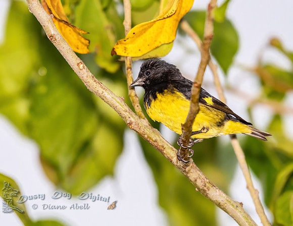 Yellow-bellied Siskin