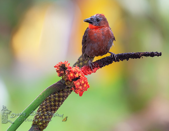 Red-throated Ant Tanager, juvenile