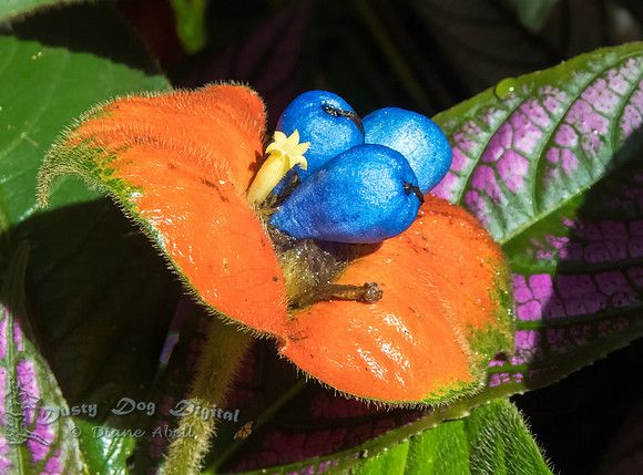 Psychotria tomentosa