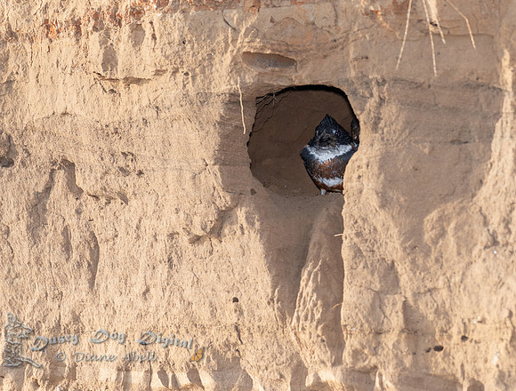 Kingfisher Chick