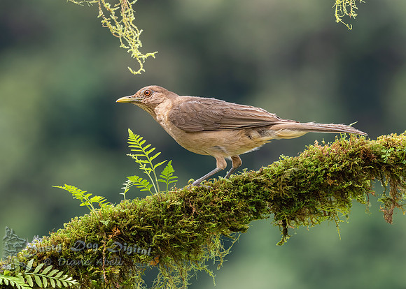 Clay-colored Thrush