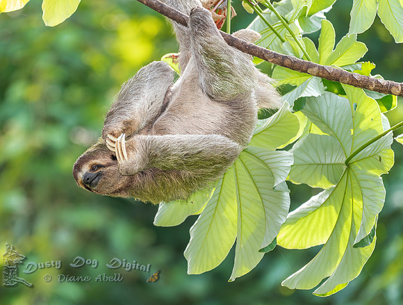 Three-toed Sloth