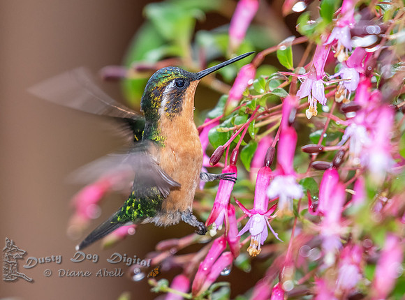 White-throated Mountain Gem, female