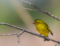 Wilson's Warbler