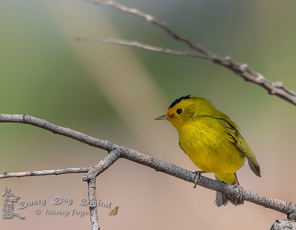 Wilson's Warbler
