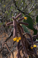 Cholla (Jumping) Cactus