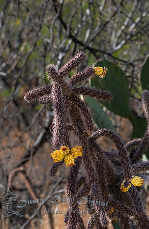 Cholla (Jumping) Cactus