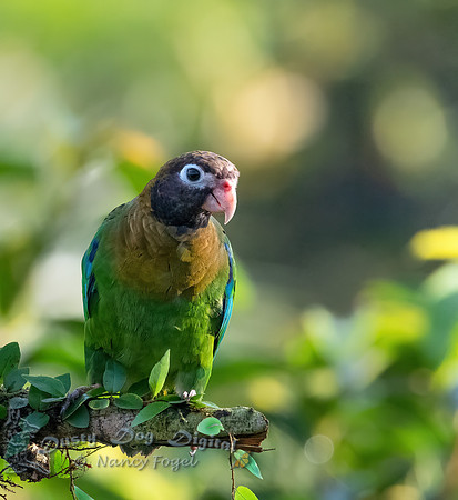 Brown-hooded Parrot