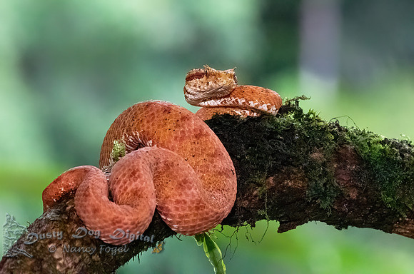 Orange Eyelash Viper