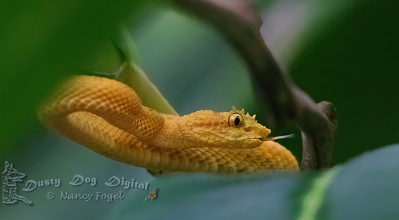 Yellow Eyelash Viper