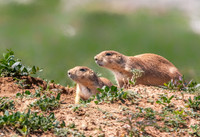 Prairie Dog Pair