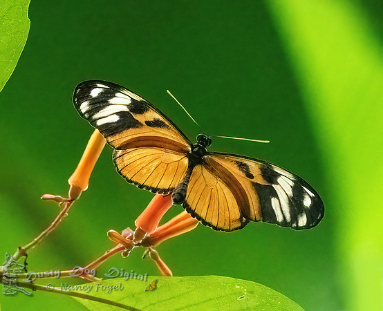 Tiger Longwing Butterfly
