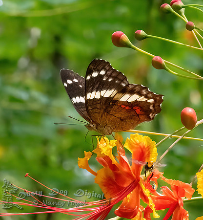 Brown Peacock Butterfly