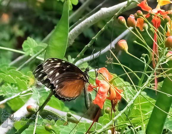 Golden Helicon Butterfly