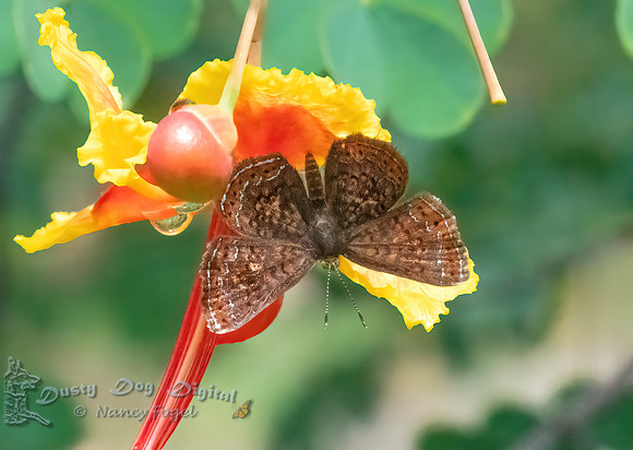 Metalmark Butterfly