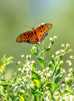 Gulf Fritillary