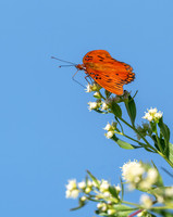 Gulf Fritillary