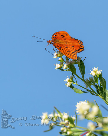 Gulf Fritillary