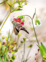 Long-tailed Skipper