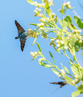 Long-tailed Skipper
