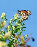 Florida Panhandle