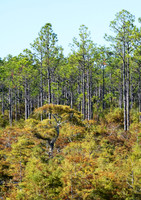 Dwarf Cypress Trees