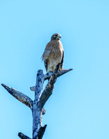 Red-shouldered Hawk