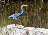 Tricolor Heron