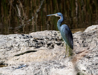 Tricolor Heron