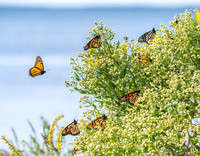 Monarch Butterflies