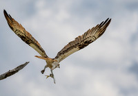 Bombay Hook NWR
