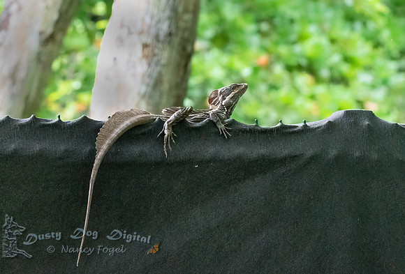 Brown Basilisk Lizard