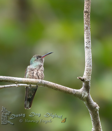 Mangrove Hummingbird