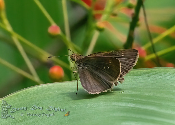 Skipper sp.