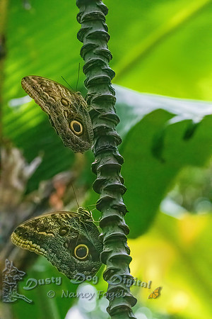 Owl Butterflies